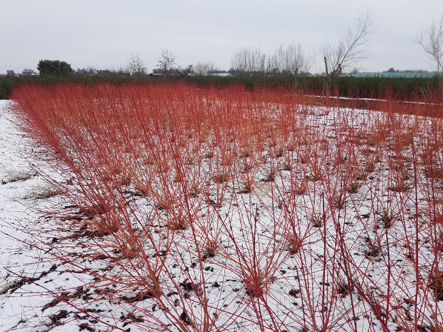 Cornus sanguinea 'Anny's Winter Orange' - Rode kornoelje met kluit