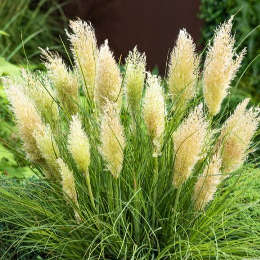Cortaderia selloana 'Tiny Pampa' - Mini Pampasgras