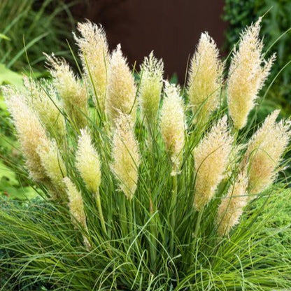 Cortaderia selloana 'Tiny Pampa' - Mini Pampasgras