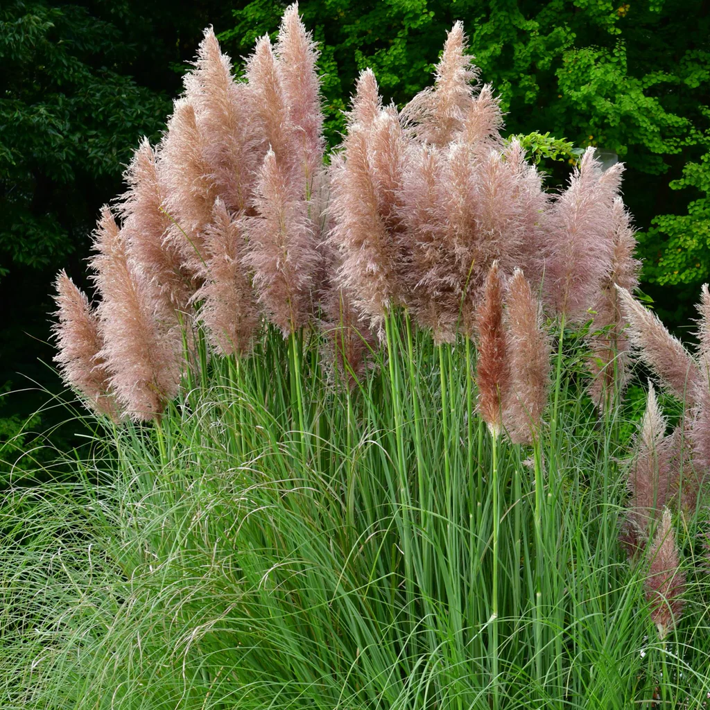 Cortaderia selloana 'Pink Feather' - Roze Pampasgras