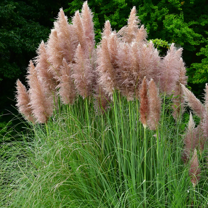 Cortaderia selloana 'Pink Feather' - Roze Pampasgras