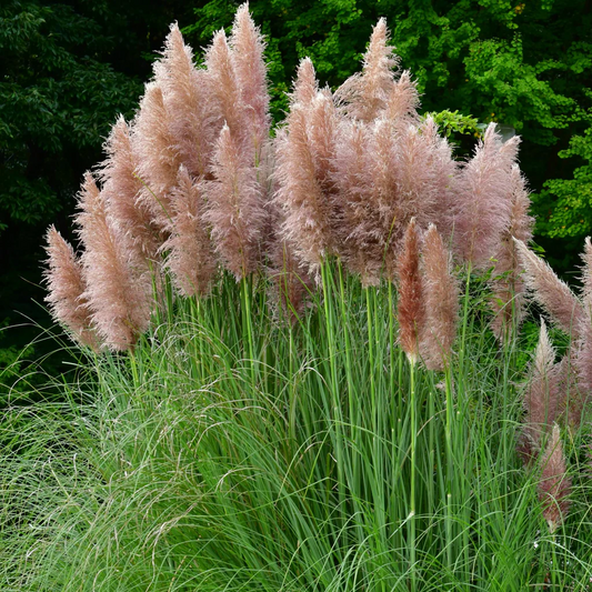 Cortaderia selloana 'Pink Feather' - Roze Pampasgras