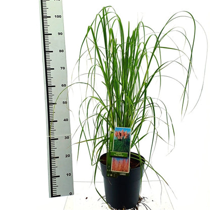 Cortaderia selloana 'Pink Feather' - Roze Pampasgras
