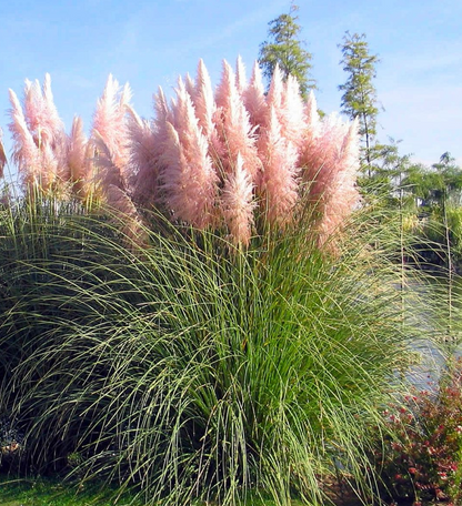 Cortaderia selloana 'Pink Feather' - Roze Pampasgras