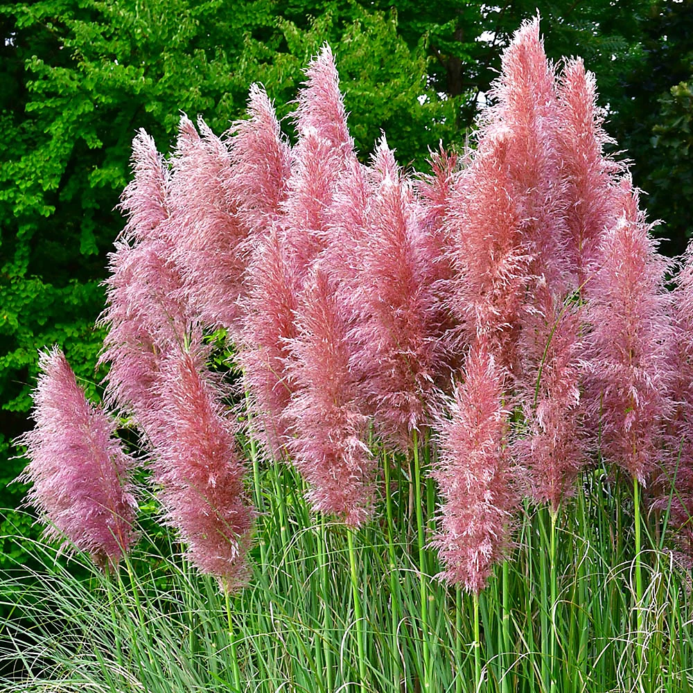 Cortaderia selloana 'Pink Feather' - Roze Pampasgras
