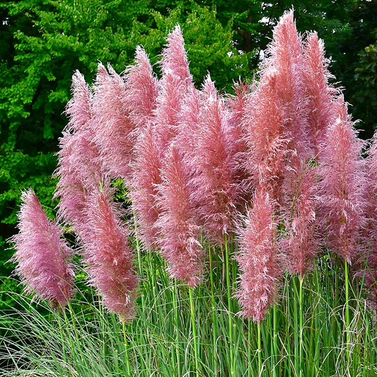 Cortaderia selloana 'Pink Feather' - Roze Pampasgras