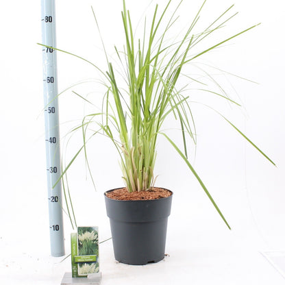 Cortaderia selloana 'White Feather' - Wit Pampasgras
