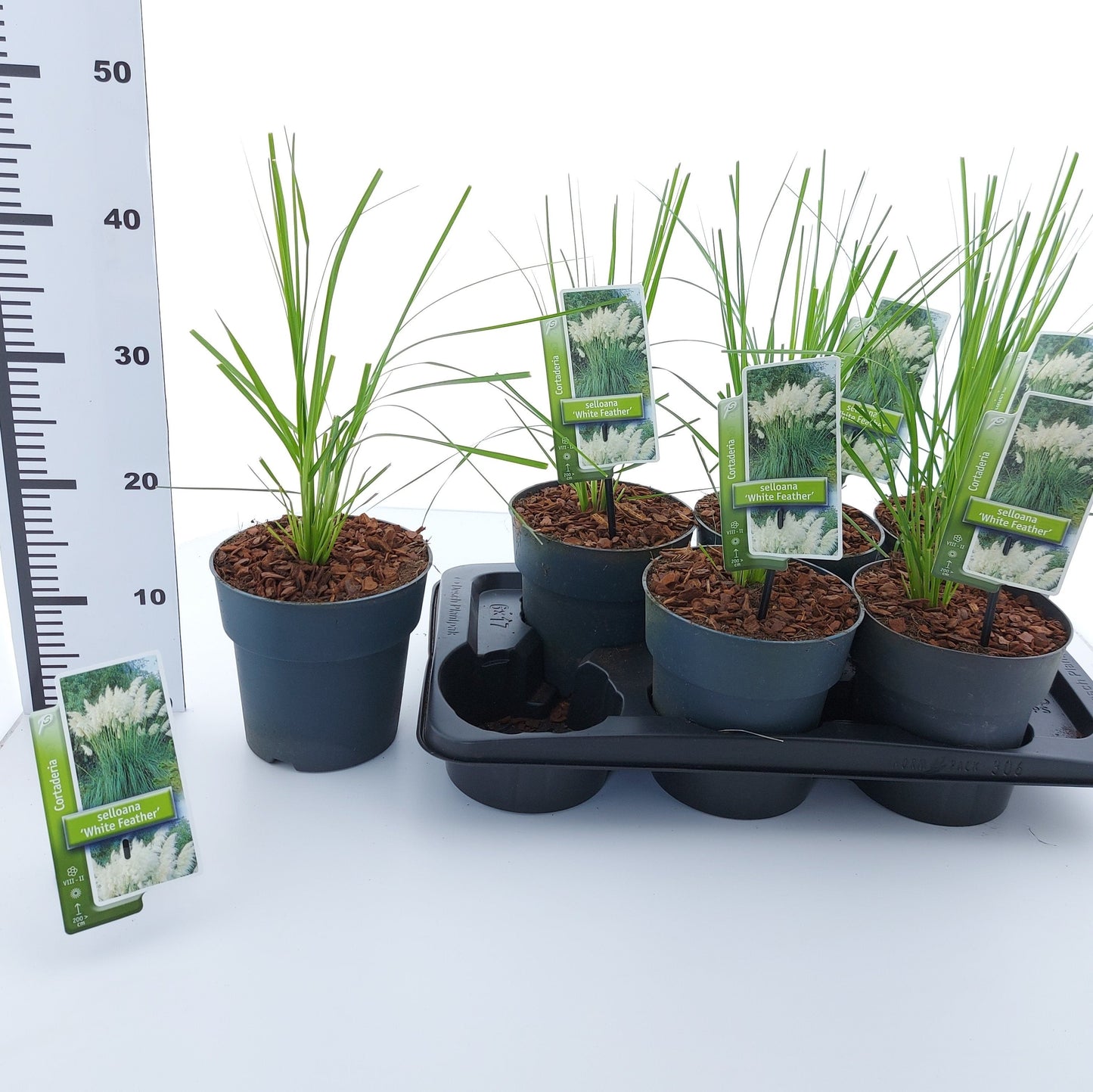 Cortaderia selloana 'White Feather' - Wit Pampasgras