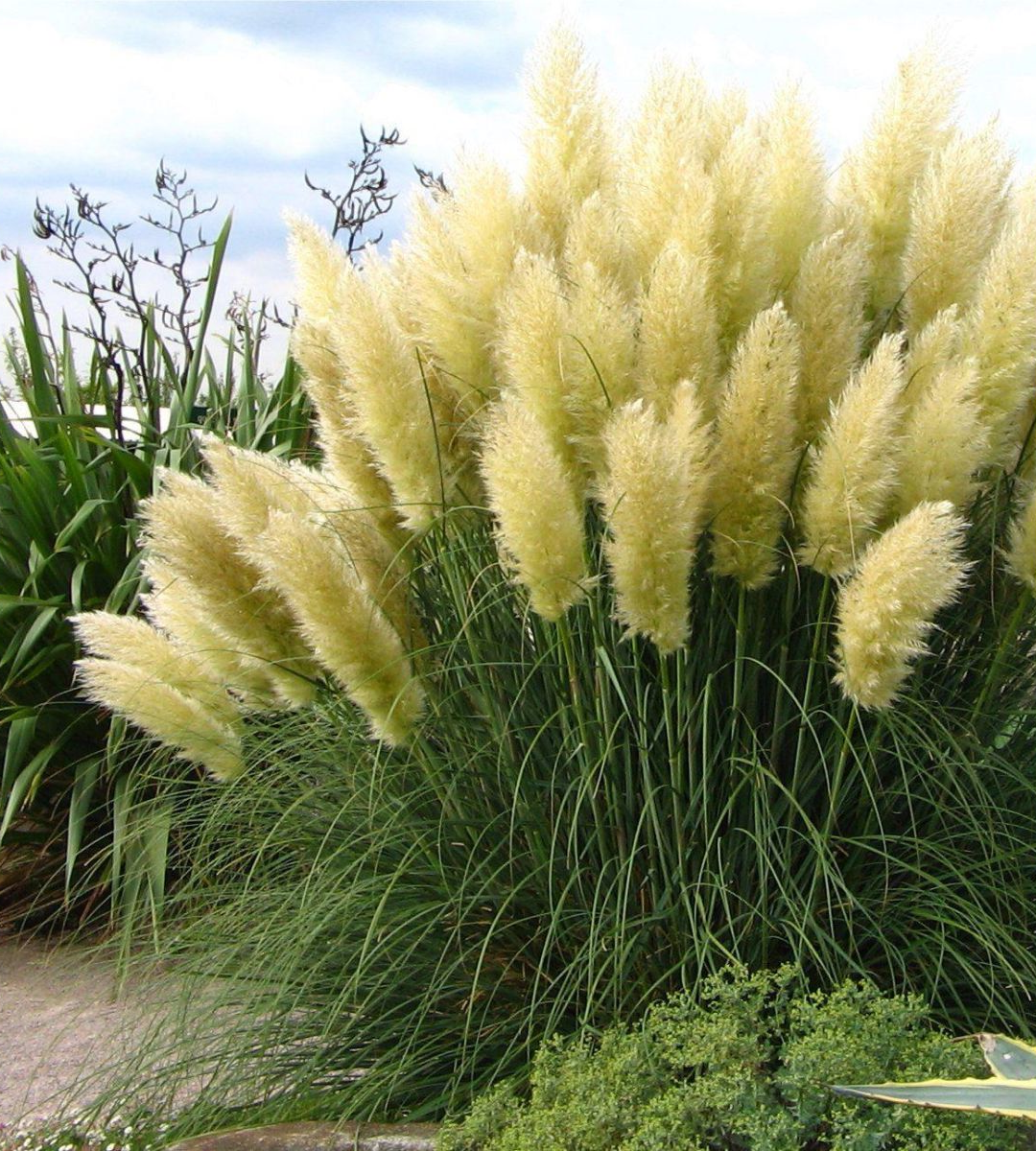 Cortaderia selloana 'White Feather' - Wit Pampasgras
