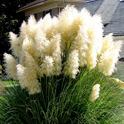 Cortaderia selloana 'White Feather' - Wit Pampasgras