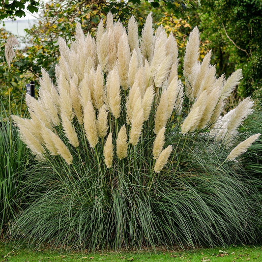 Cortaderia selloana 'White Feather' - Wit Pampasgras