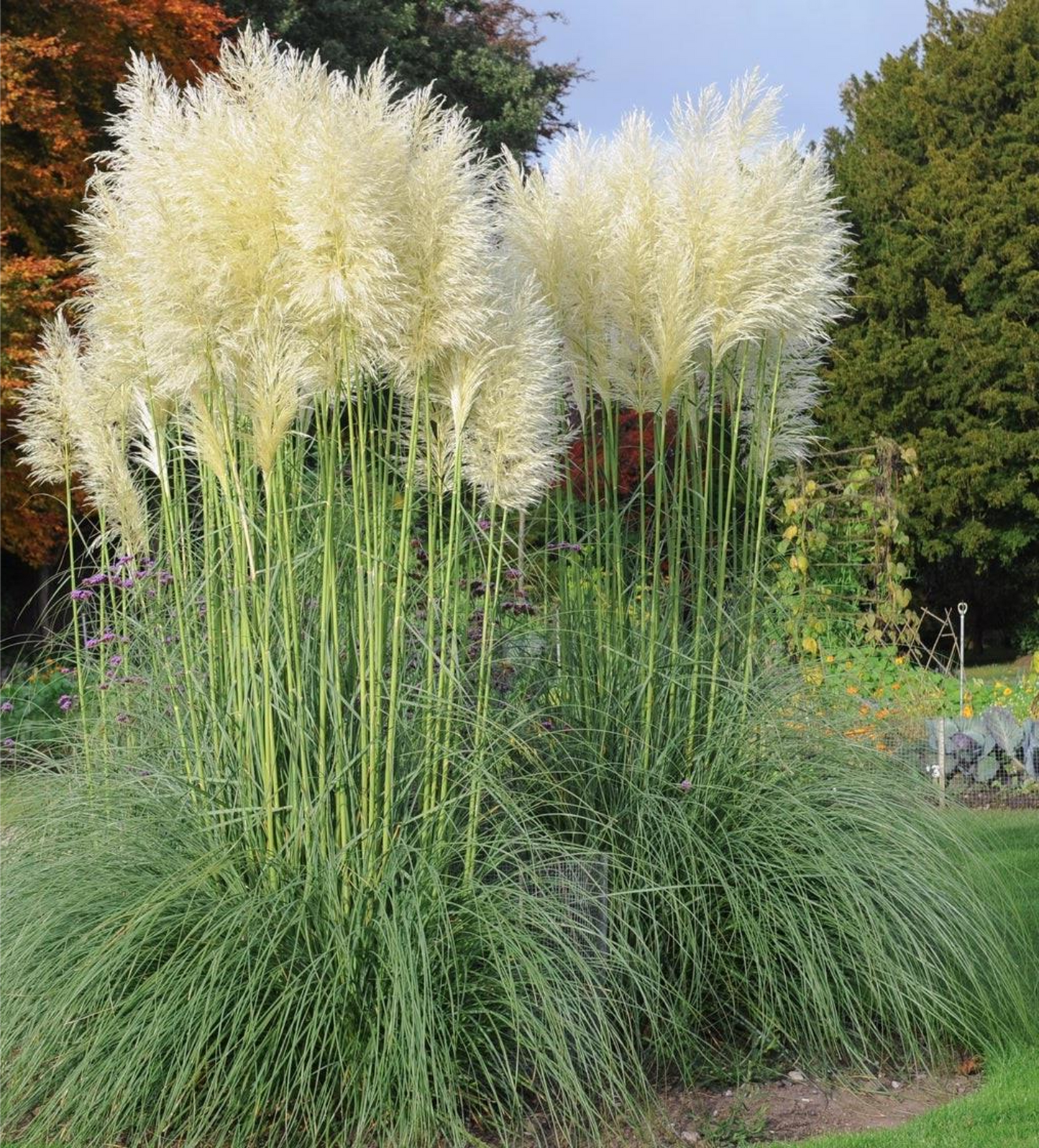 Cortaderia selloana 'White Feather' - Wit Pampasgras