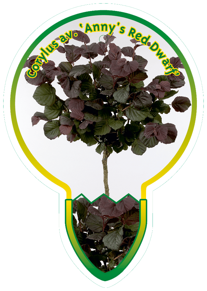 Corylus avellana 'Anny's Red Dwarf' - Dwerghazelaar op stam
