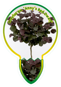 Corylus avellana 'Anny's Red Dwarf' - Dwerghazelaar op stam