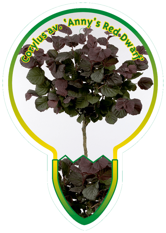 Corylus avellana 'Anny's Red Dwarf' - Dwerghazelaar op stam