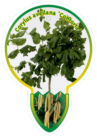 Corylus avellana 'Contorta' -  Krulhazelaar op stam