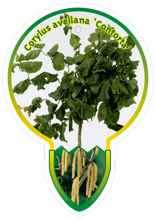 Corylus avellana 'Contorta' -  Krulhazelaar op stam