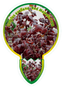 Corylus 'Red Majestic' -  Rode Hazelaar op stam