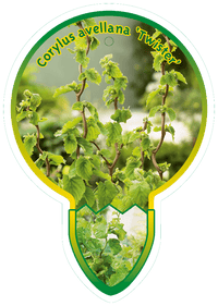 Corylus avellana 'Twister' -  Krulhazelaar op stam