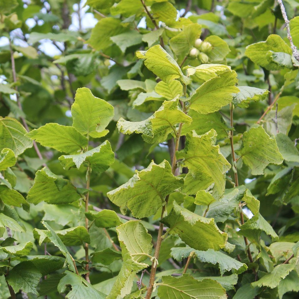 Corylus avellana - Gewone hazelaar blote wortel