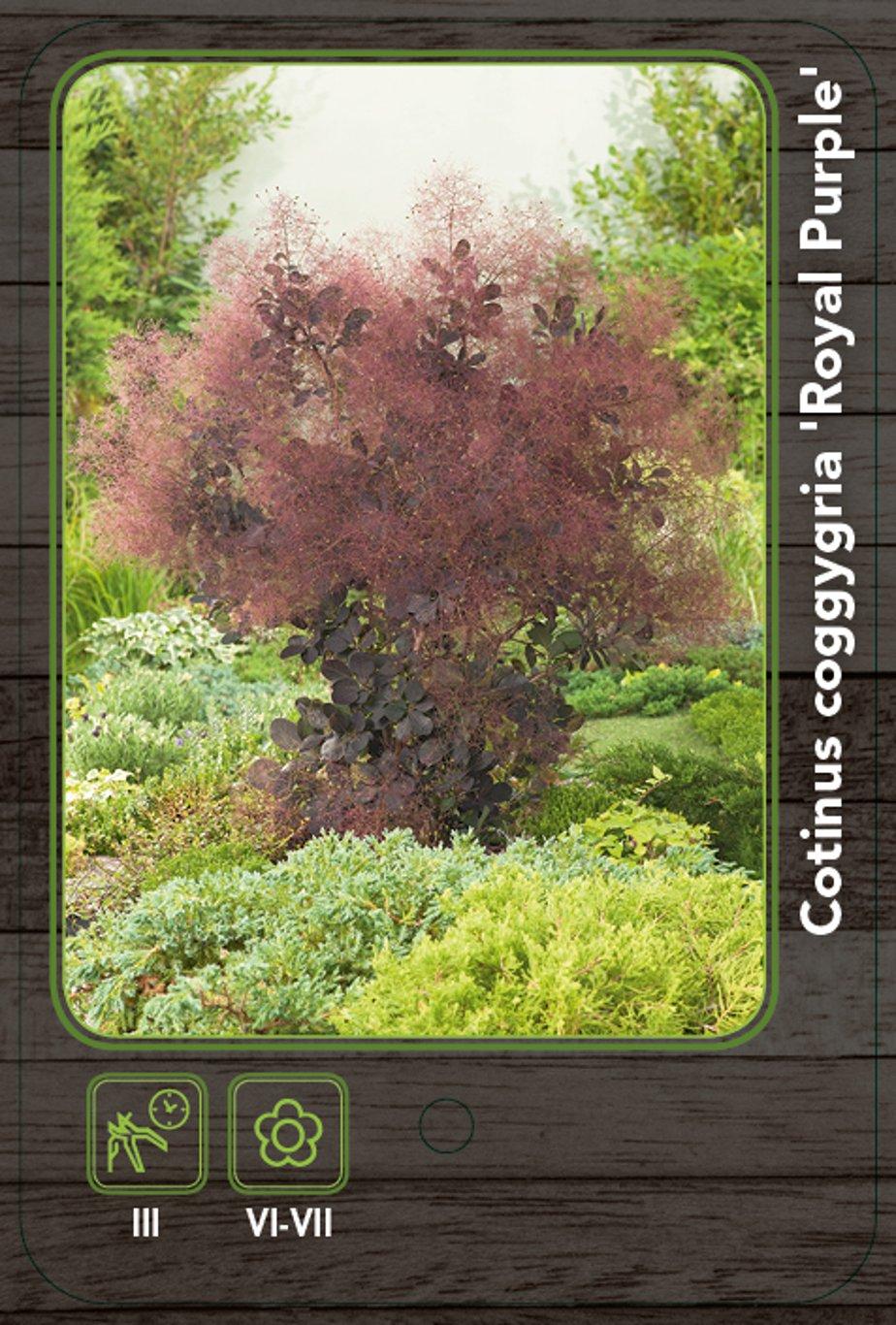 Cotinus coggygria 'Royal Purple' - Pruikenboom