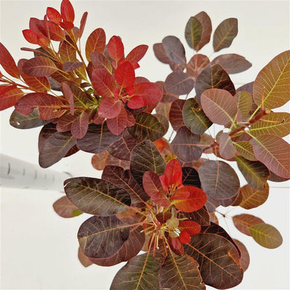 Cotinus coggygria 'Royal Purple' - Pruikenboom