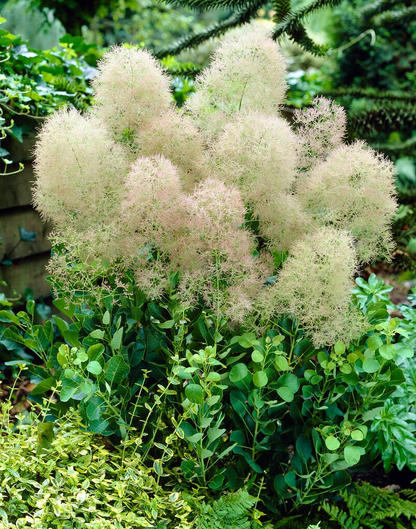 Cotinus coggygria 'Young Lady' - Pruikenboom