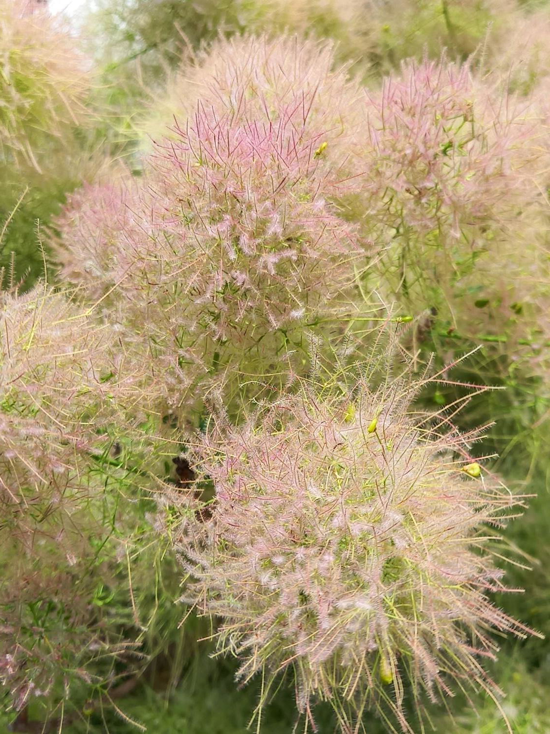 Cotinus coggygria 'Young Lady' - Pruikenboom