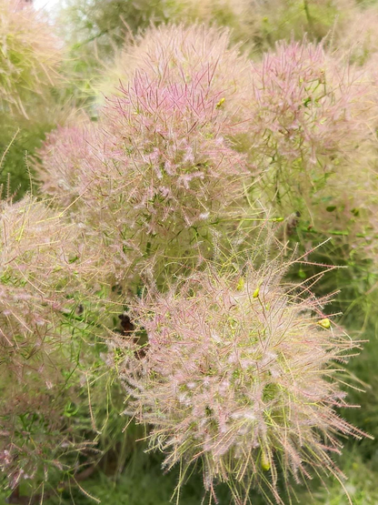 Cotinus coggygria 'Young Lady' - Pruikenboom