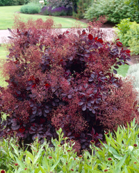 Cotinus coggygria 'Royal Purple' - Pruikenboom
