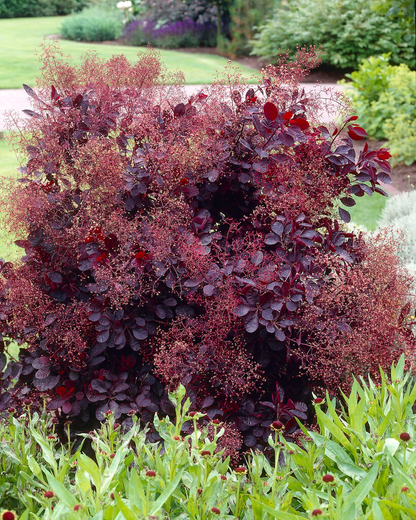 Cotinus coggygria 'Royal Purple' - Pruikenboom