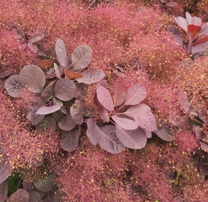 Cotinus coggygria 'Royal Purple' - Pruikenboom