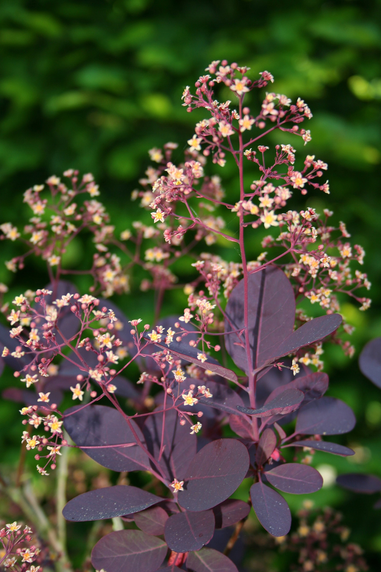 Cotinus coggygria 'Royal Purple' - Pruikenboom