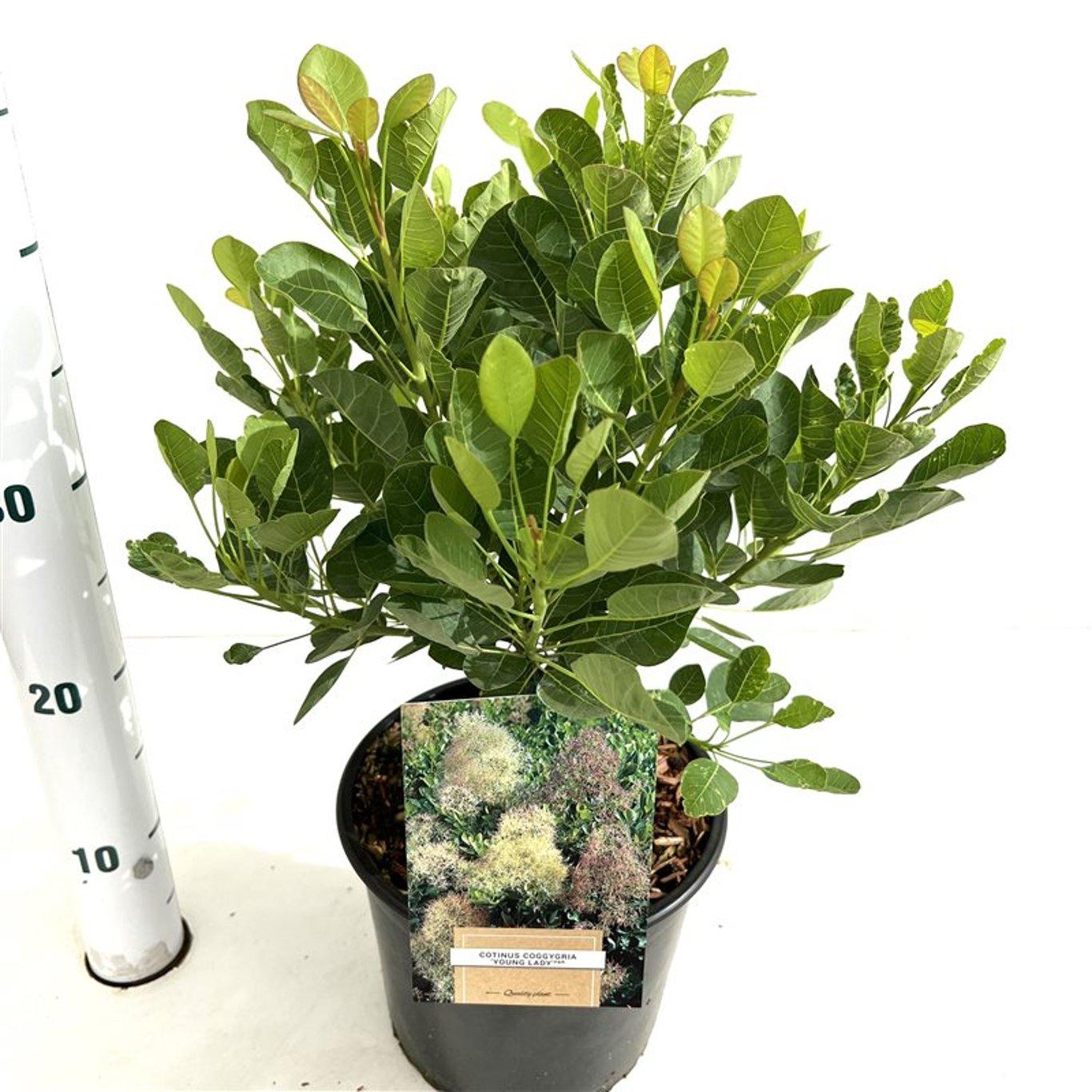 Cotinus coggygria 'Young Lady' - Pruikenboom