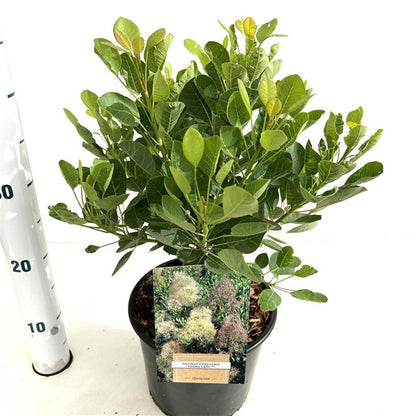 Cotinus coggygria 'Young Lady' - Pruikenboom