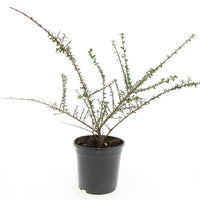 Cotoneaster conspicuus 'Decorus' - Dwergmispel