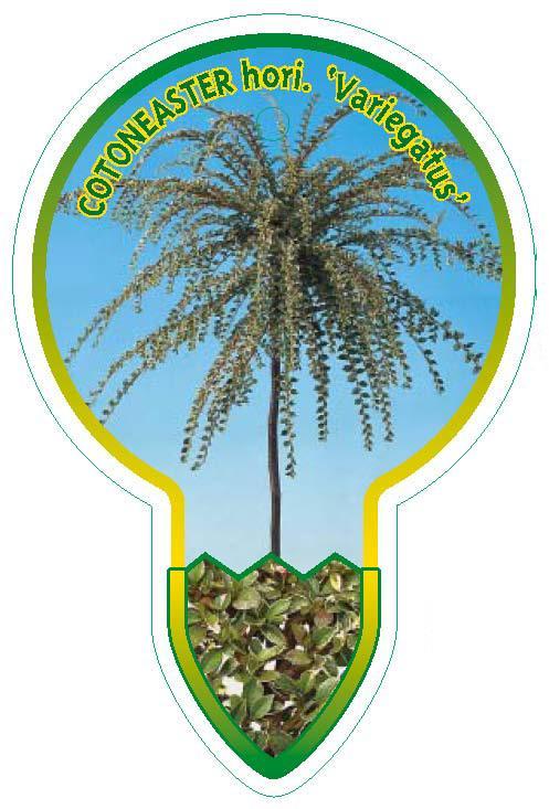 Cotoneaster atropurpureus 'Variegatus' - Gevlekte Cotoneaster op stam