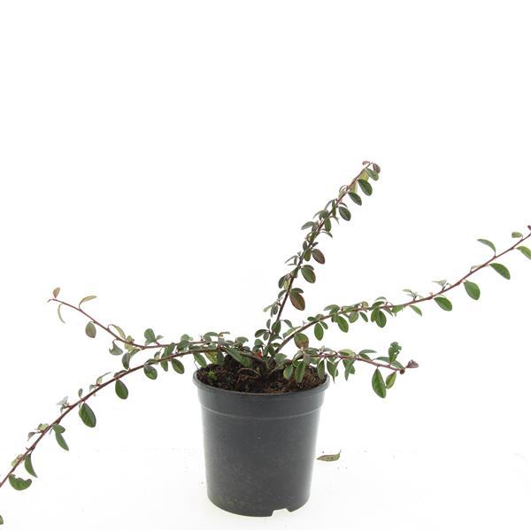 Cotoneaster dammeri 'Miranda' - Dwergmispel