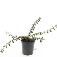 Cotoneaster dammeri 'Miranda' - Dwergmispel
