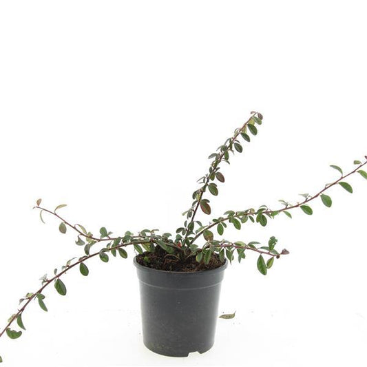 Cotoneaster dammeri 'Miranda' - Dwergmispel