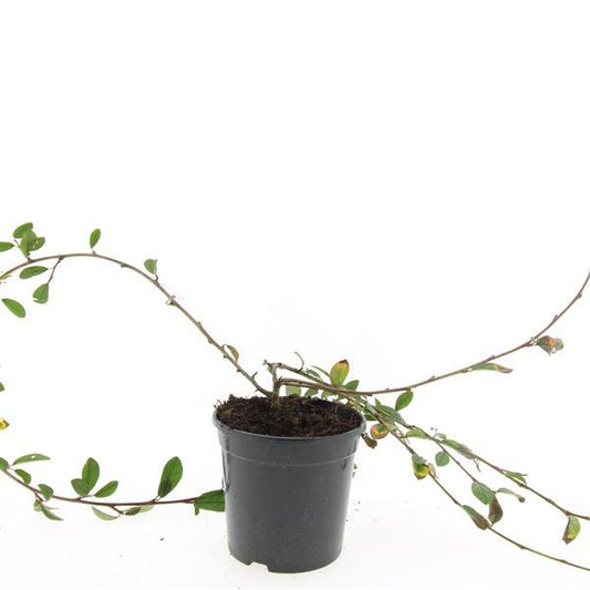 Cotoneaster dammeri 'Schoon' - Dwergmispel