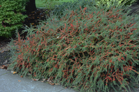 Cotoneaster horizontalis - Dwergmispel