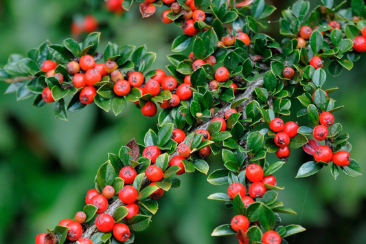 Cotoneaster horizontalis - Dwergmispel