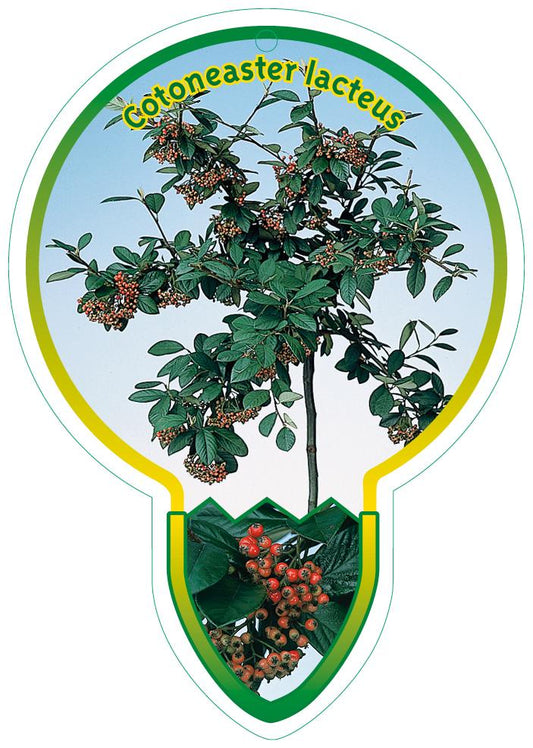 Cotoneaster lacteus - Melige Dwergmispel op stam