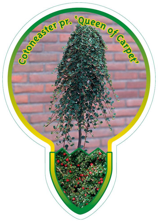 Cotoneaster procumbens 'Queen of Carpets' - Koningin der Tapijten op stam