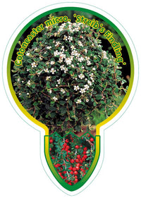 Cotoneaster procumbens 'Streib's Findling' - Dwergmispel op stam