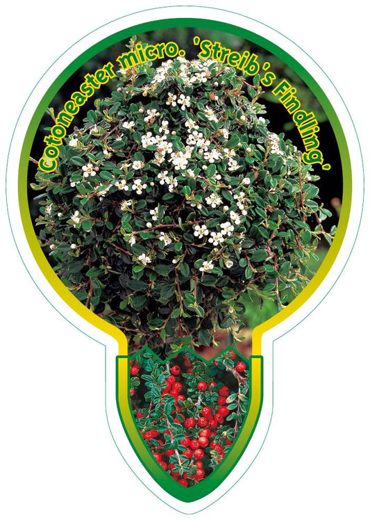 Cotoneaster procumbens 'Streib's Findling' - Dwergmispel op stam