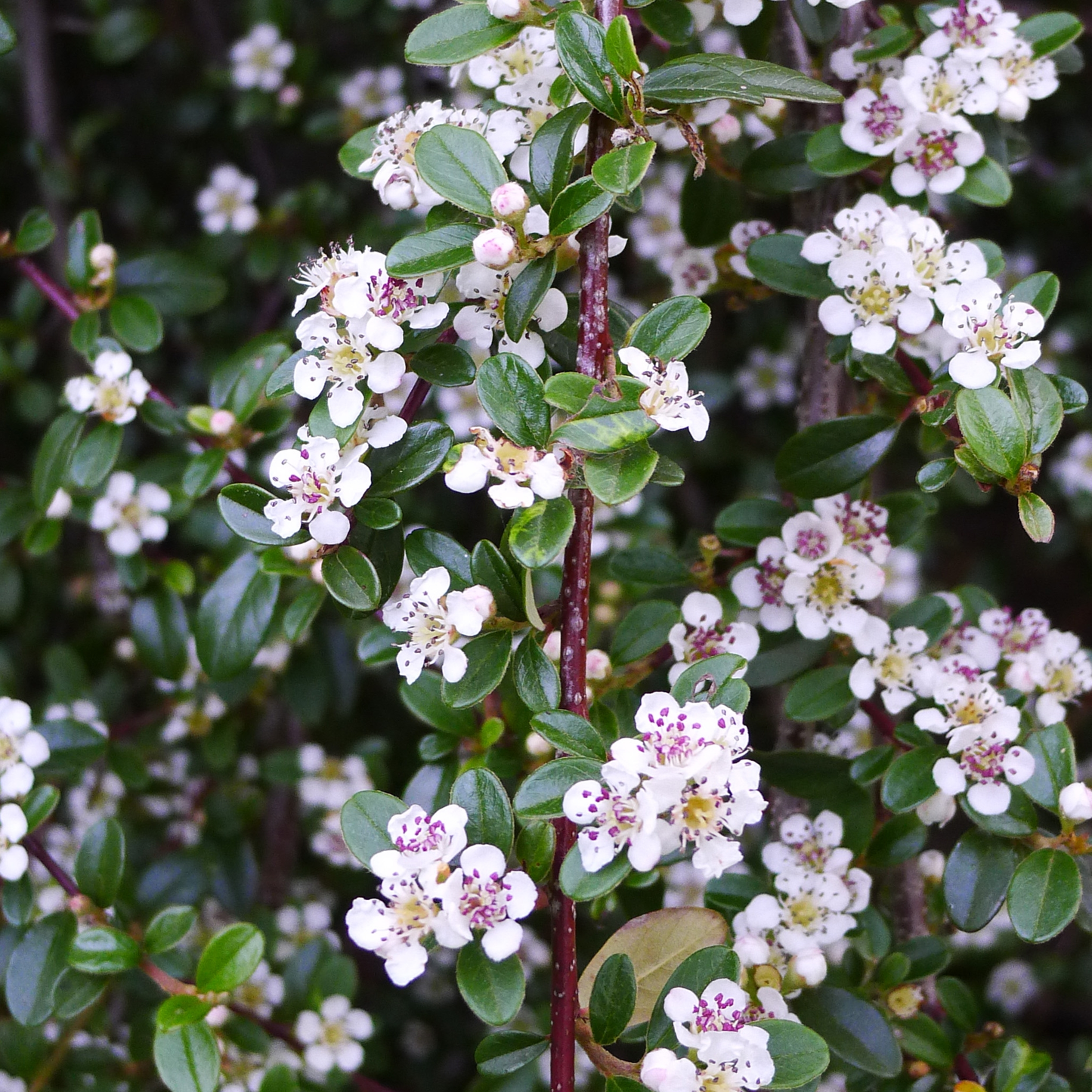 Cotoneaster procumbens 'Queen of Carpets' - Dwergmispel