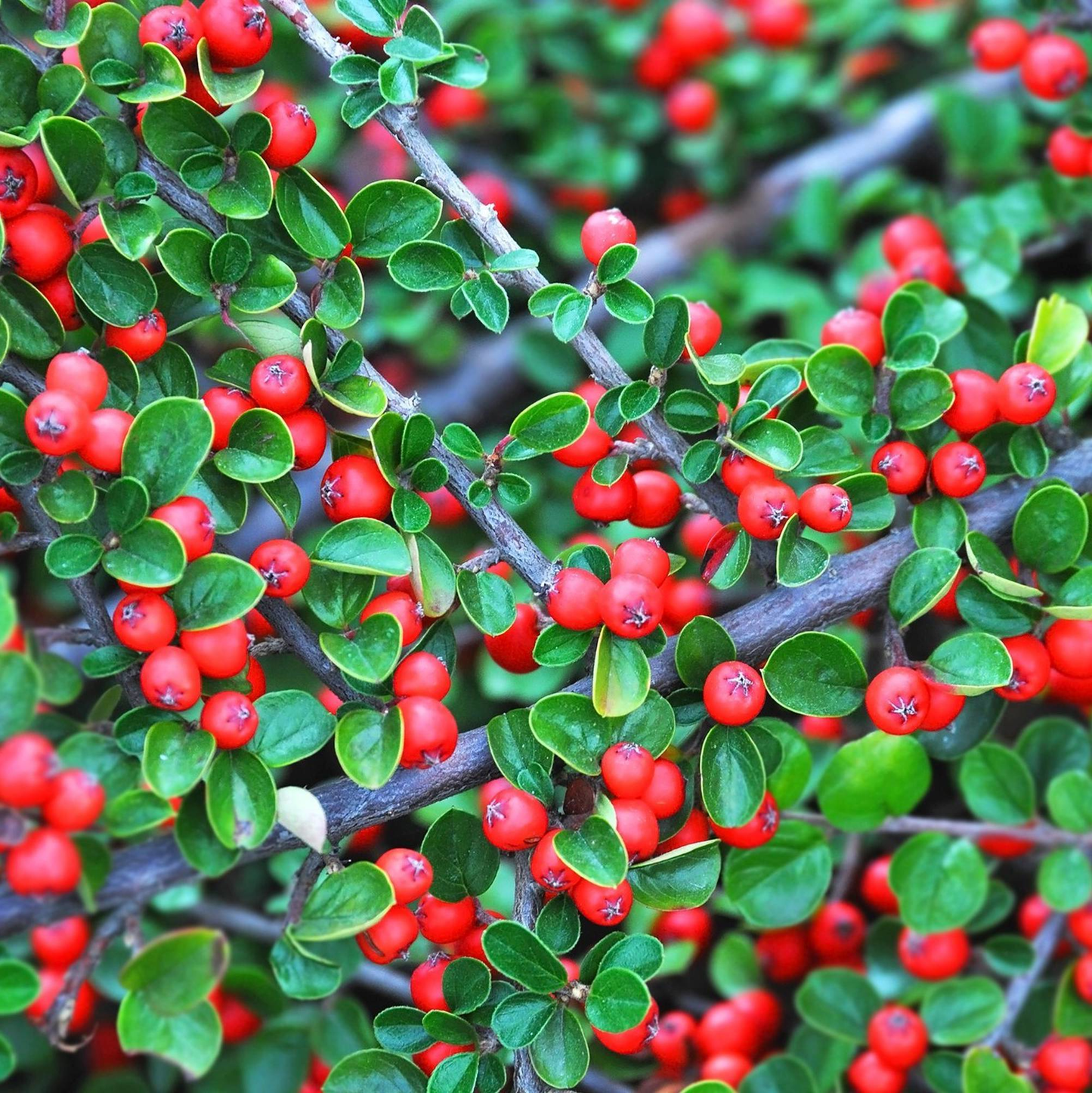 Cotoneaster procumbens 'Queen of Carpets' - Dwergmispel