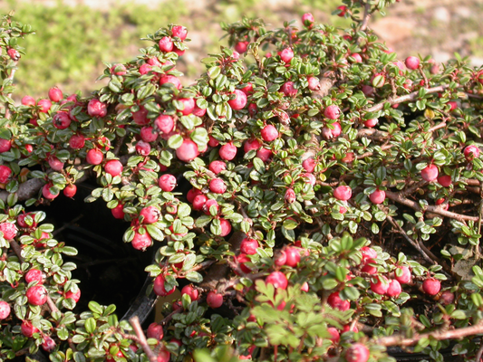 Cotoneaster procumbens 'Streib's Findling' - Dwergmispel